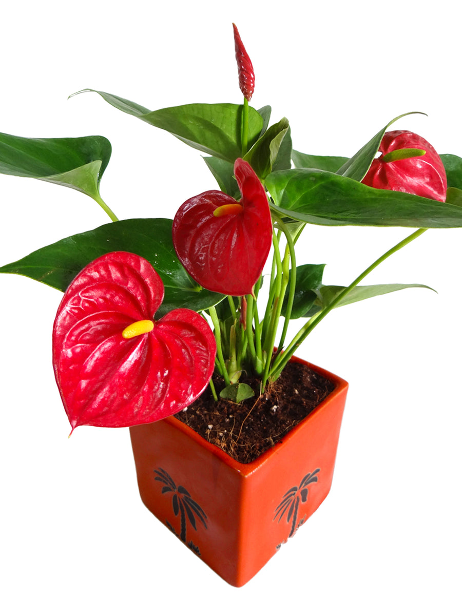 Exotic Anthurium  Red Plant in Orange  Cube Aroez Ceramic 