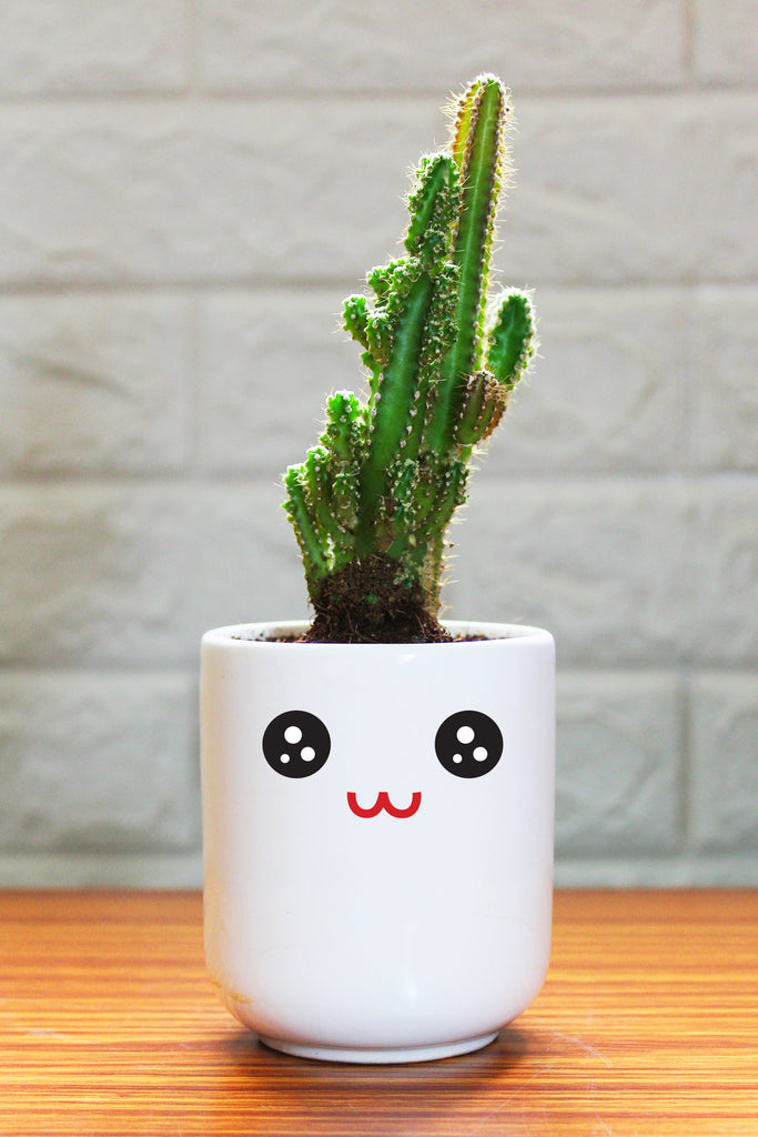 Cereus Fairy Castle Cactus Plant in Cute Emoji White Ceramic Pot