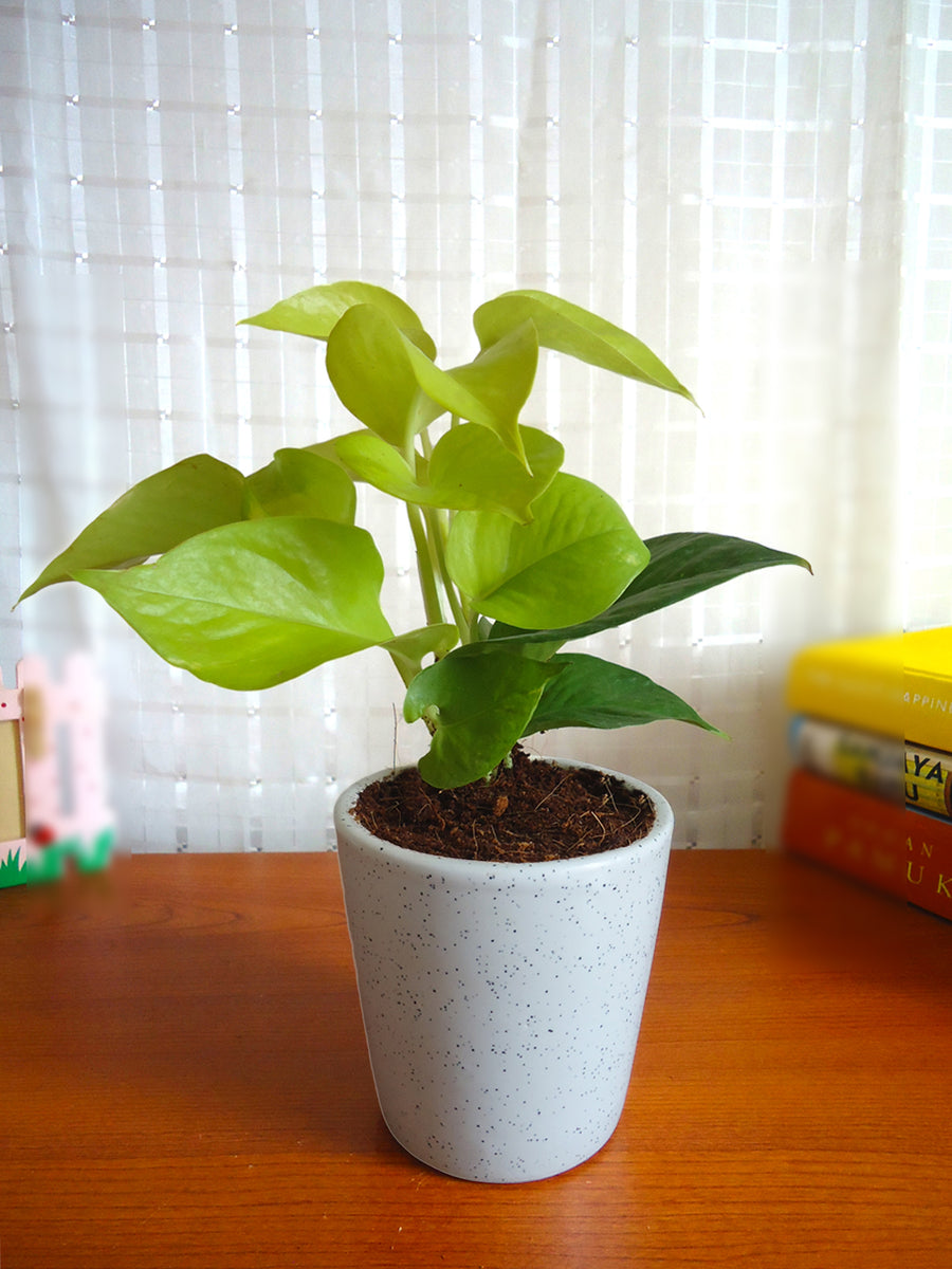 Good Luck Golden Money Plant in White Bucket Dew Ceramic ...