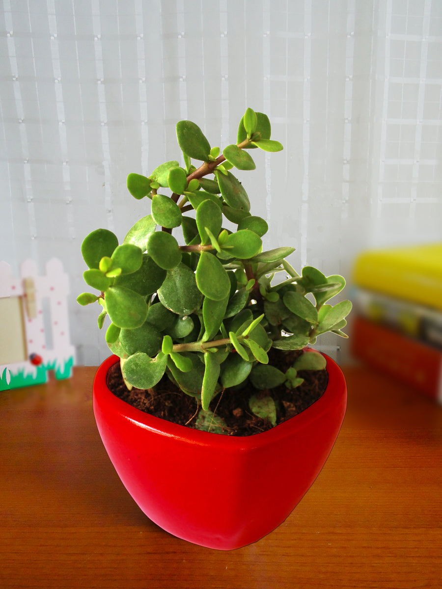 Rolling Nature Good Luck Jade Plant in Red Heart Ceramic ...
