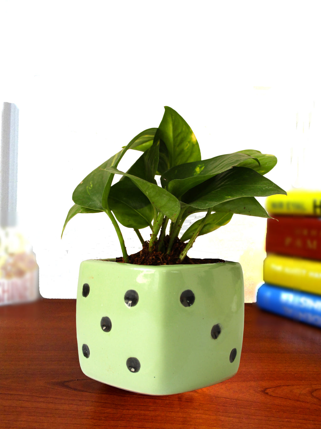 Good Luck Air Purifying Money Plant in Green Dice Ceramic Pot