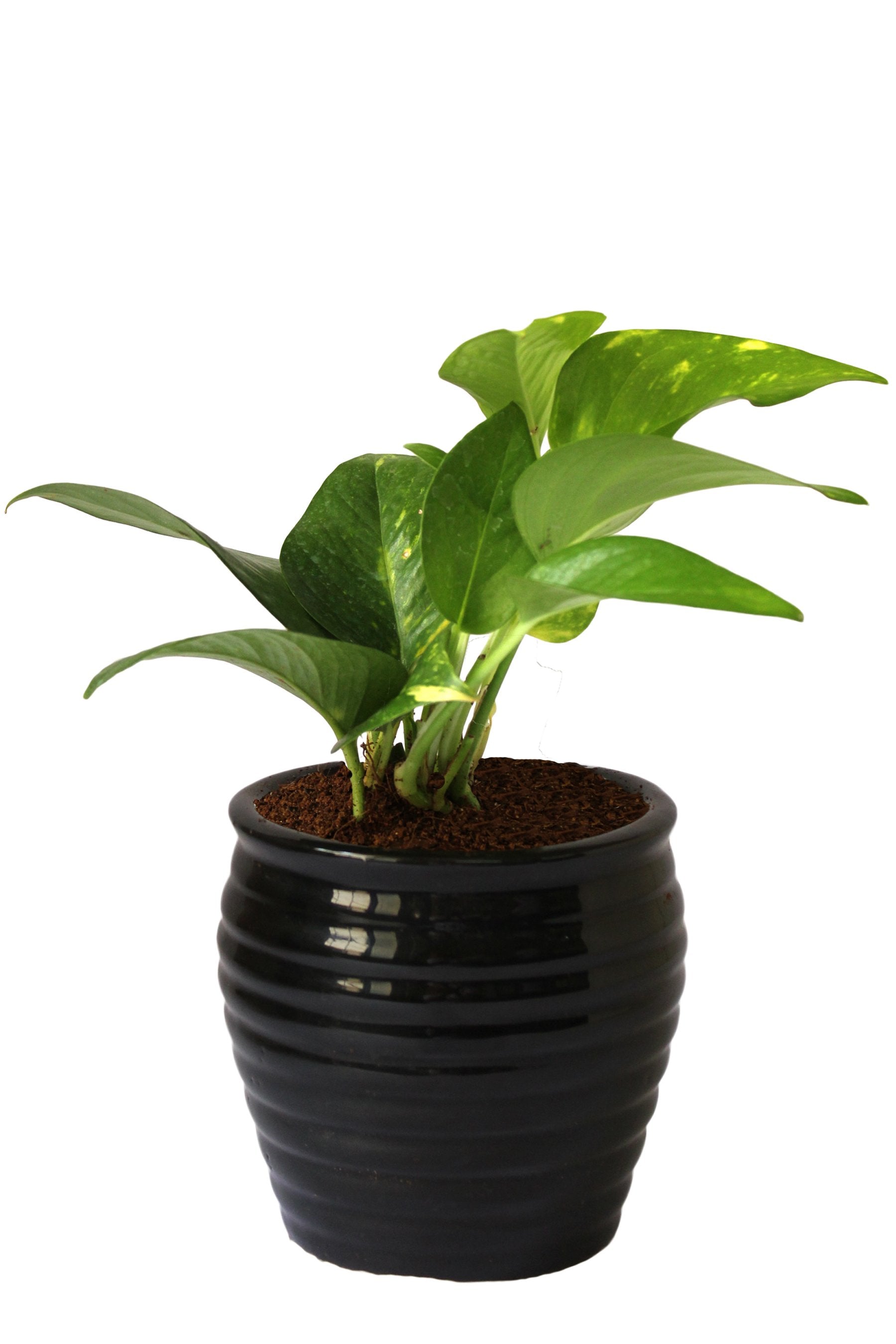 Rolling Nature Good Luck Air Purifying Money Plant in ...