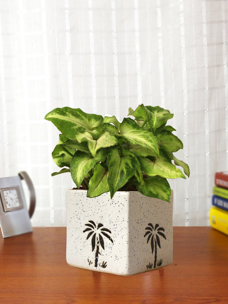 Good Luck Air Purifying Live Green Syngonium Plant in White Square Aroez Ceramic Pot - Plants ...