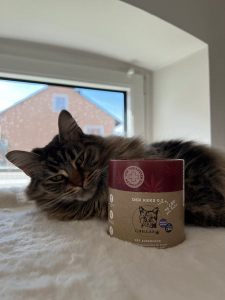 Petfluencer Herzenskatzen: Katzen werden ruhiger und gelassener mit Chillax-Keksen mit CBD, keine Probleme mehr mit anderen Katzen