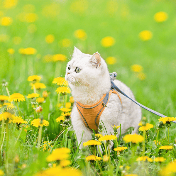 Katze beim Spazierengehen oder Wandern an der Leine