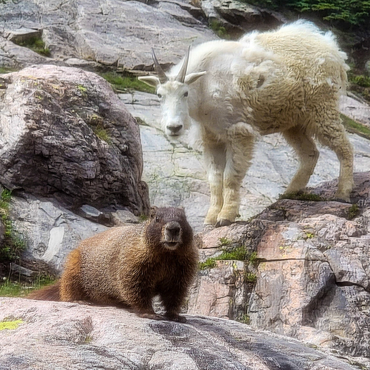 Mountain goat and marmot stare intently at the camera