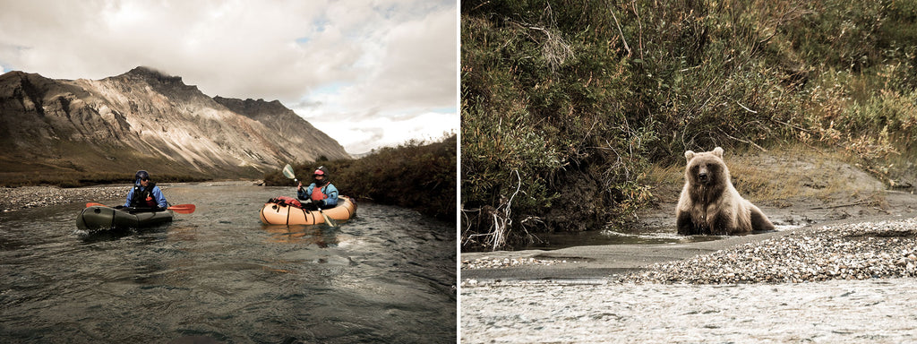 Grizzly bear swimming in a river