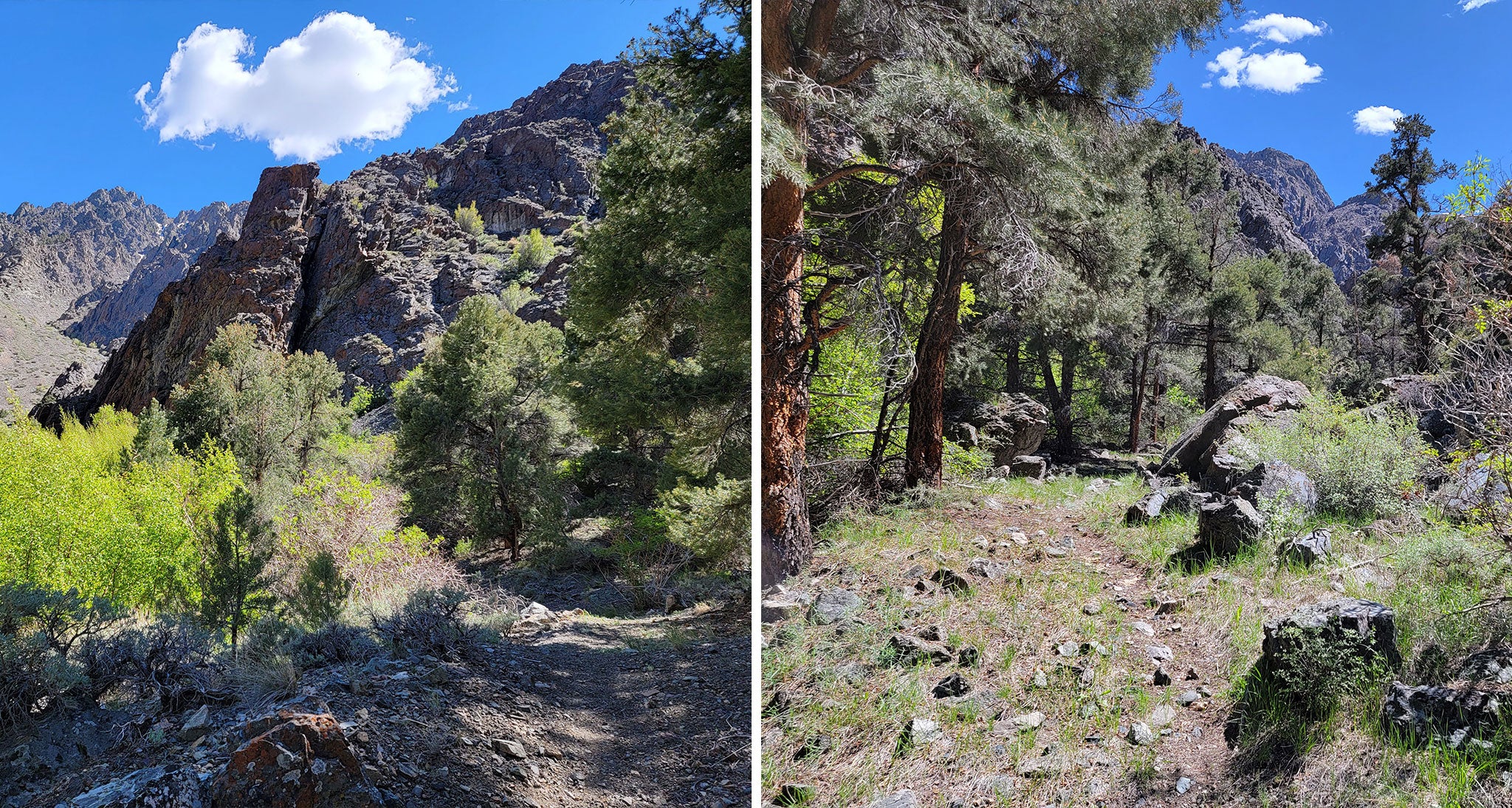 Forested hike to the North Twin River in Nevada