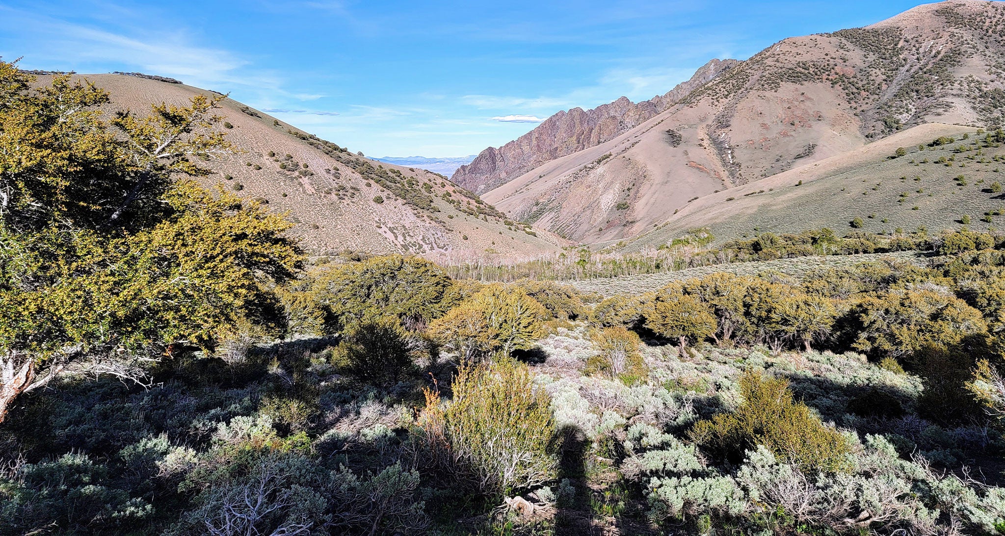 High desert tundra silver-green shubbery in the mountains