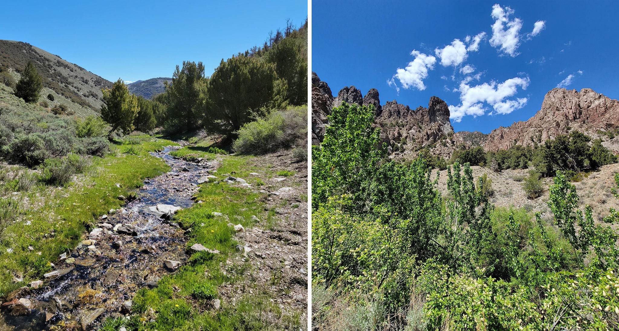 Lush green flora in the canyons next to a small flowing stream