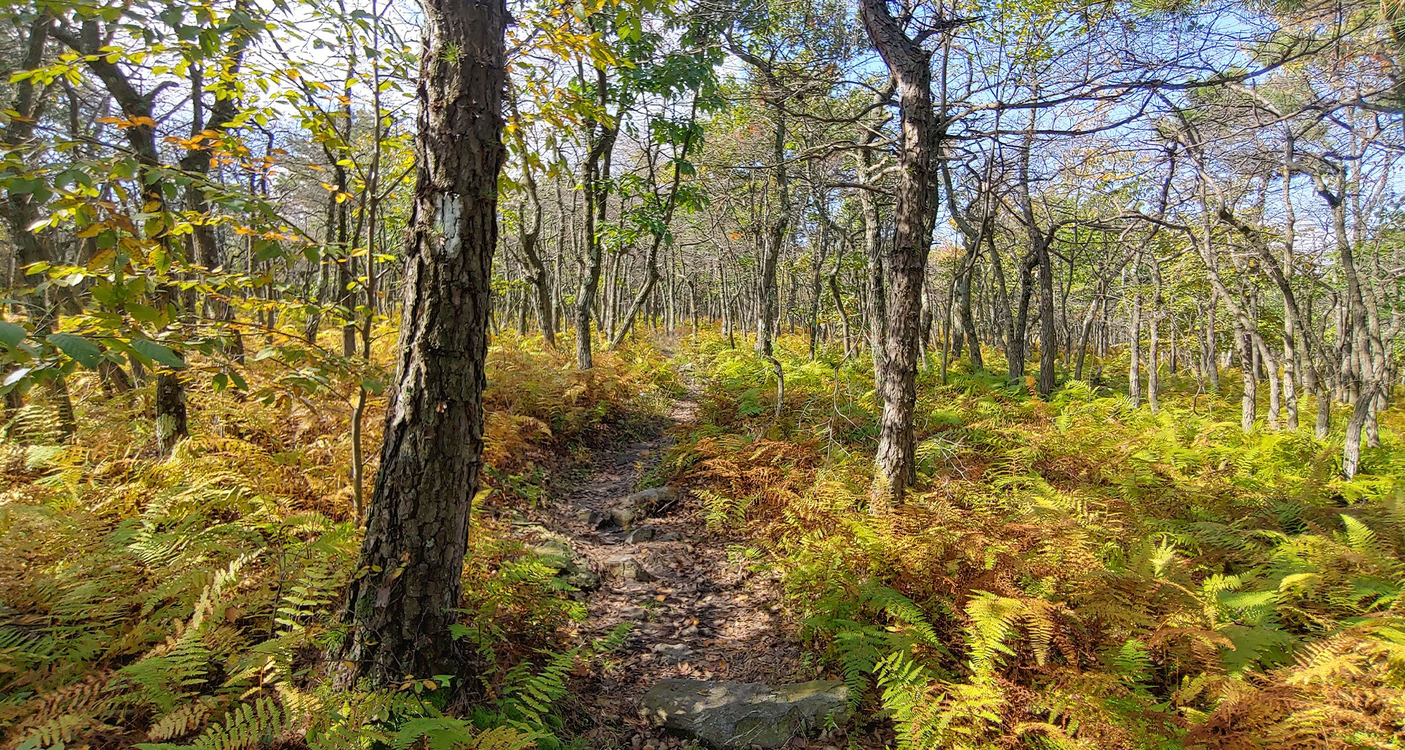 Fern covered forest