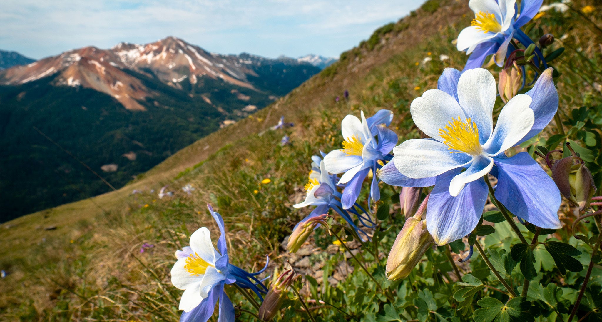 Purple white wildflowers