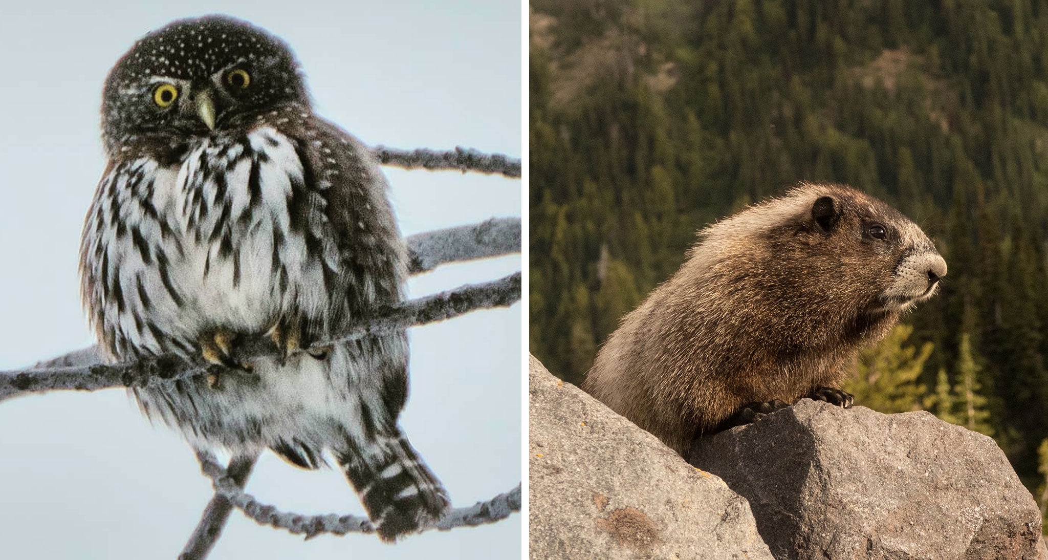 Snowy owl and a marmot