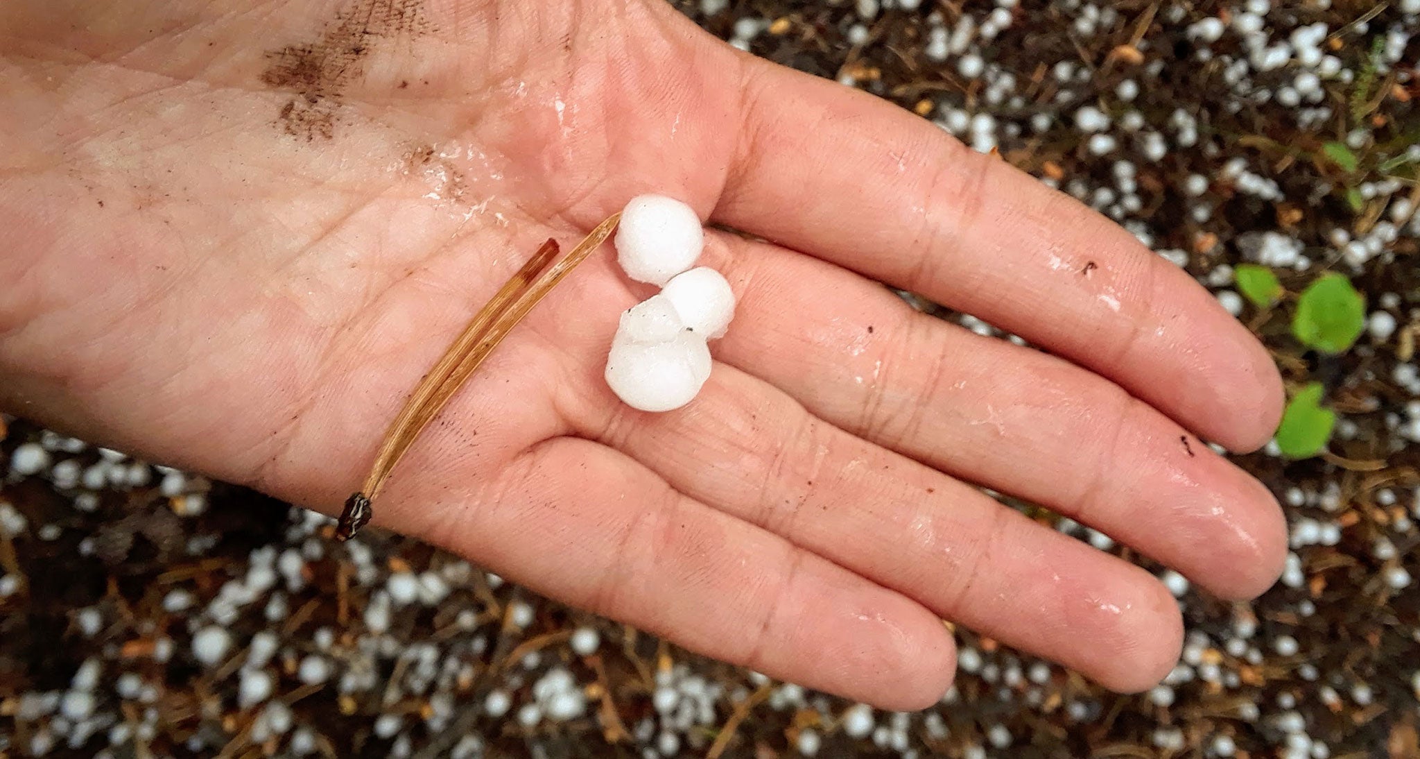 Penny sized hail in the palm of a hand