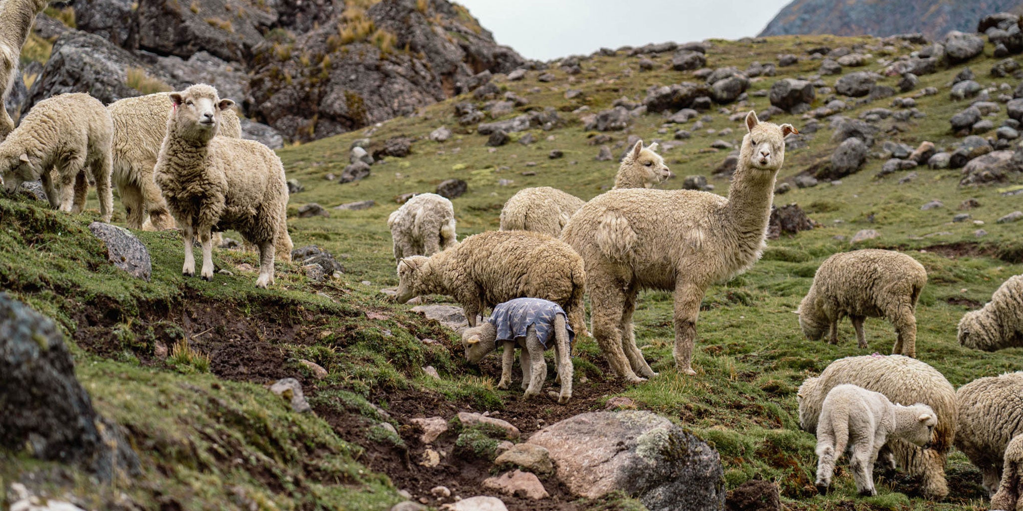 Scruffy alpaca and sheep