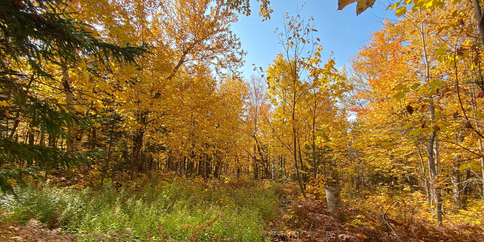 Yellow fall foliage in New Hampshire