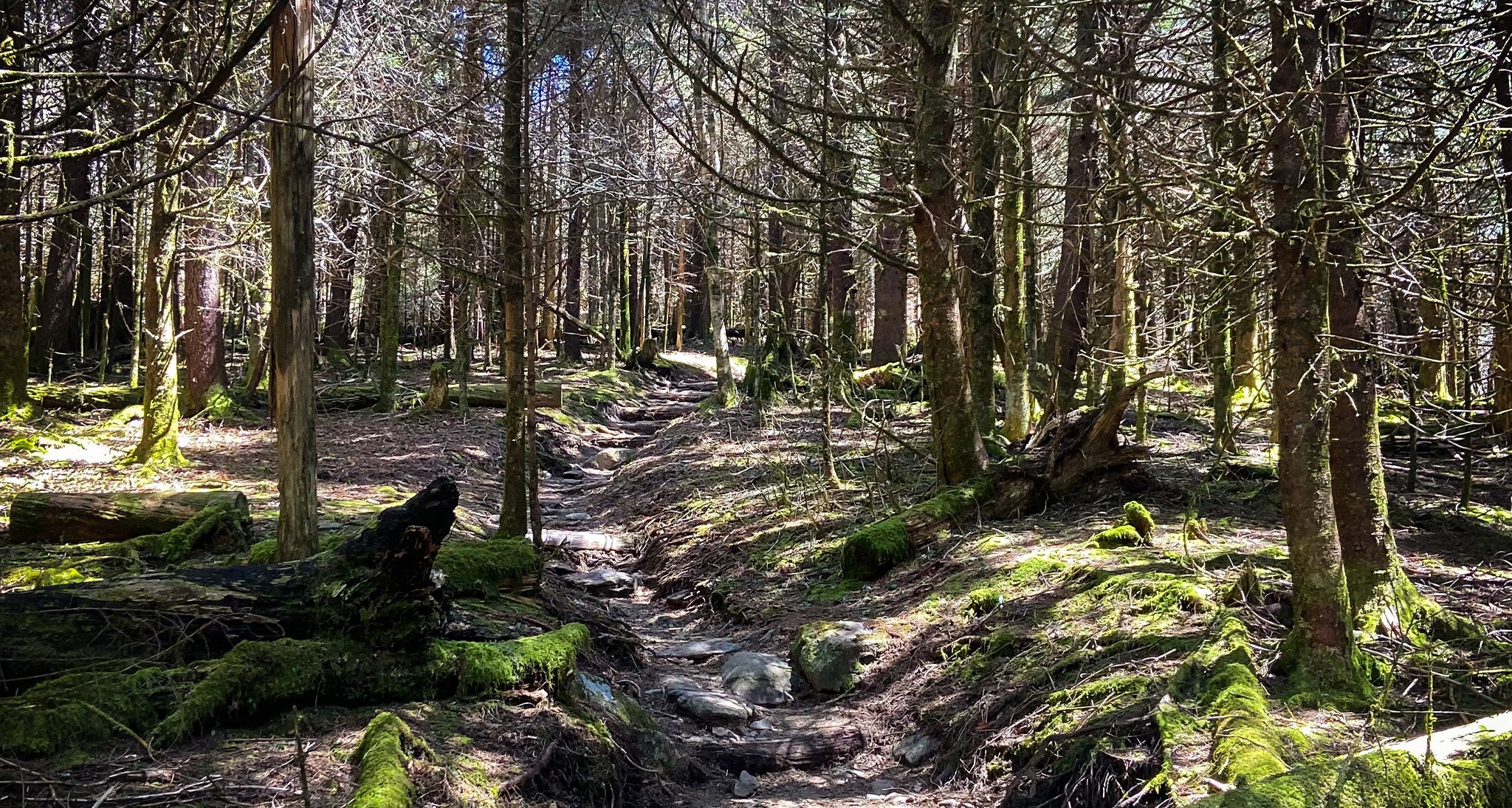 Well worn trail in the woods