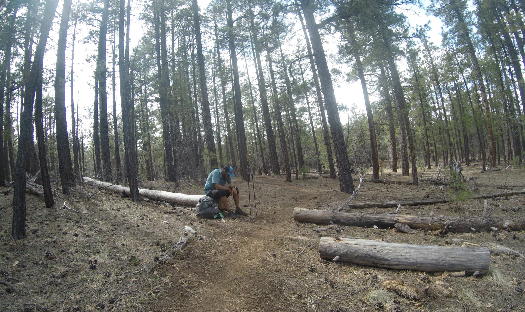 Taking a rest on the trail among the tall trees