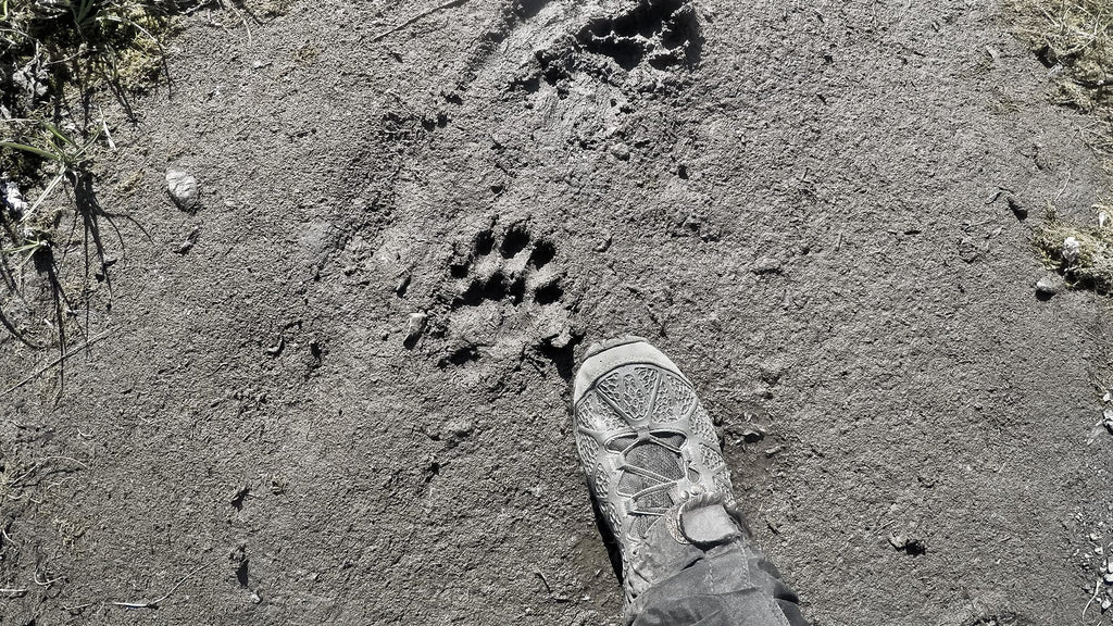 Fresh wolverine tracks