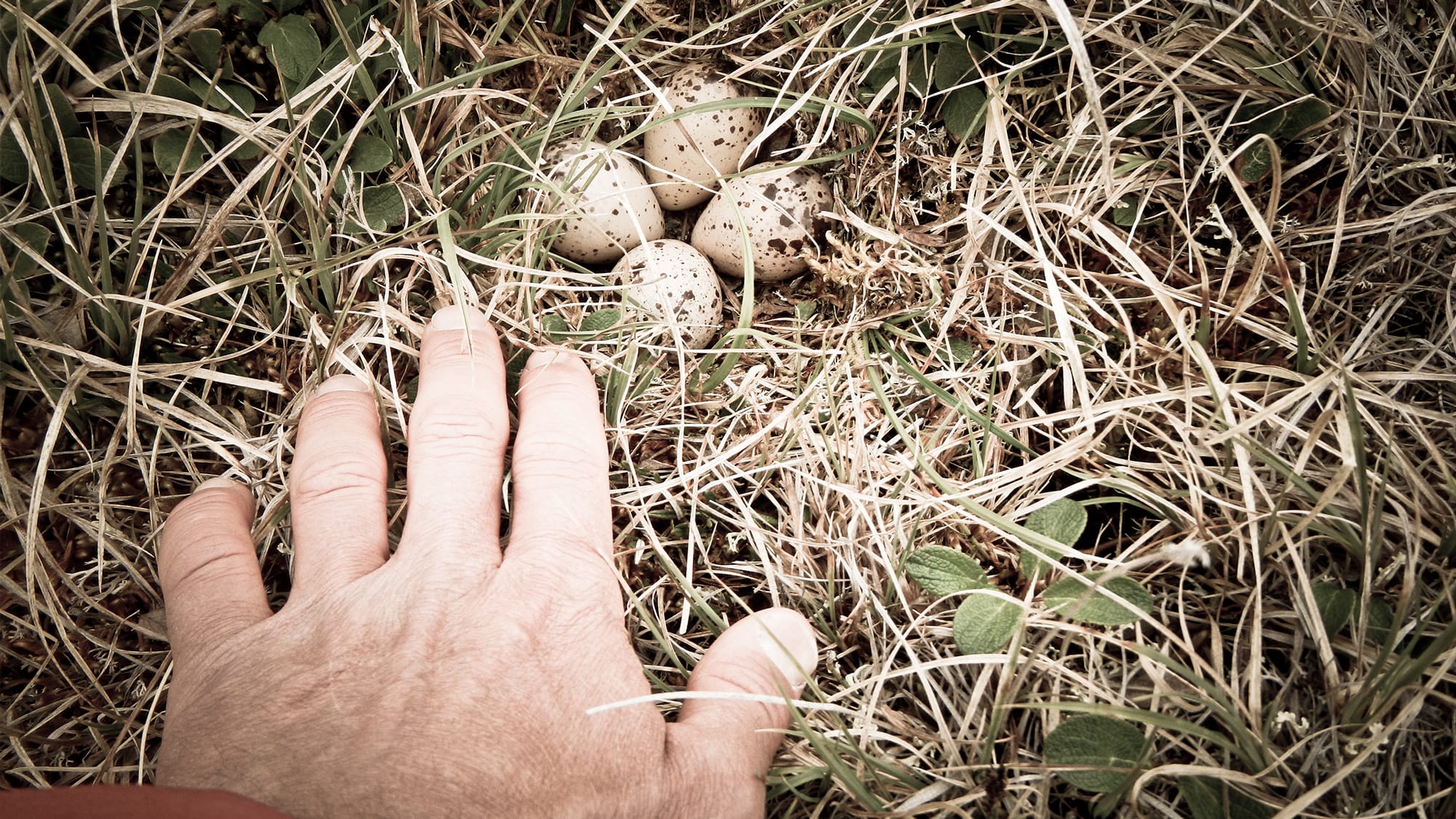 Small bird eggs hiding in tall grass