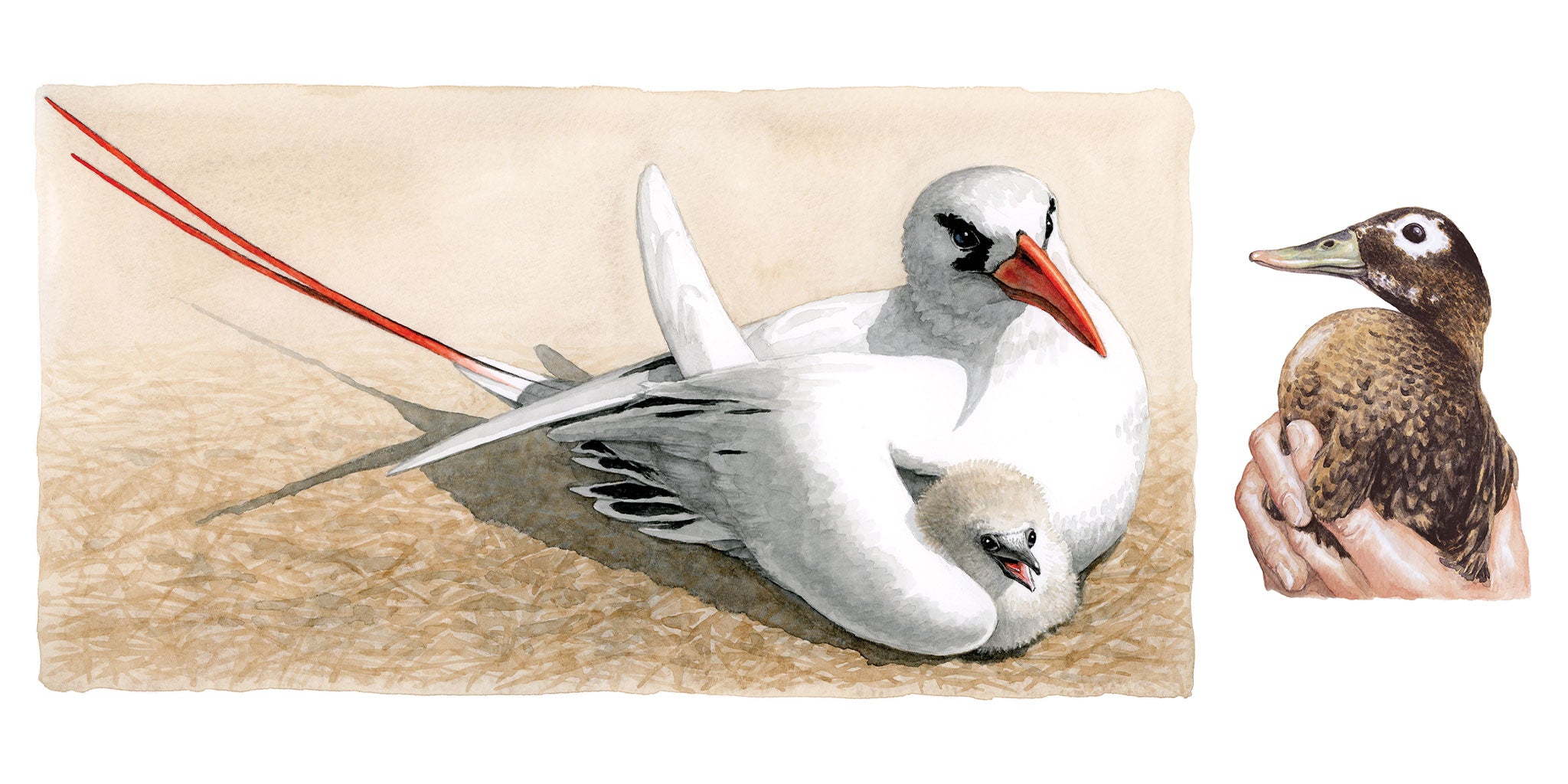 Painting of a duck and an albatross