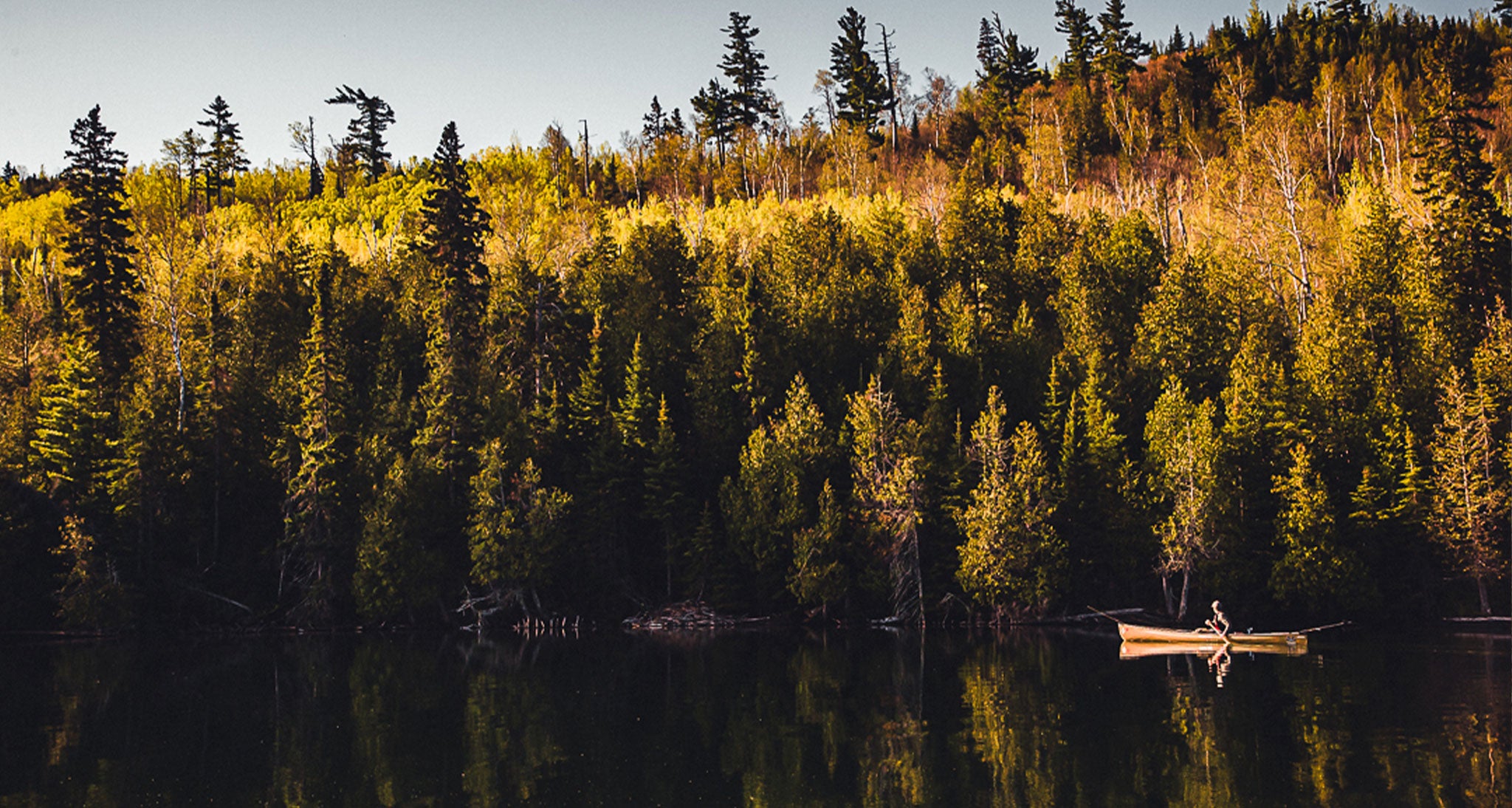 Forest and canoes