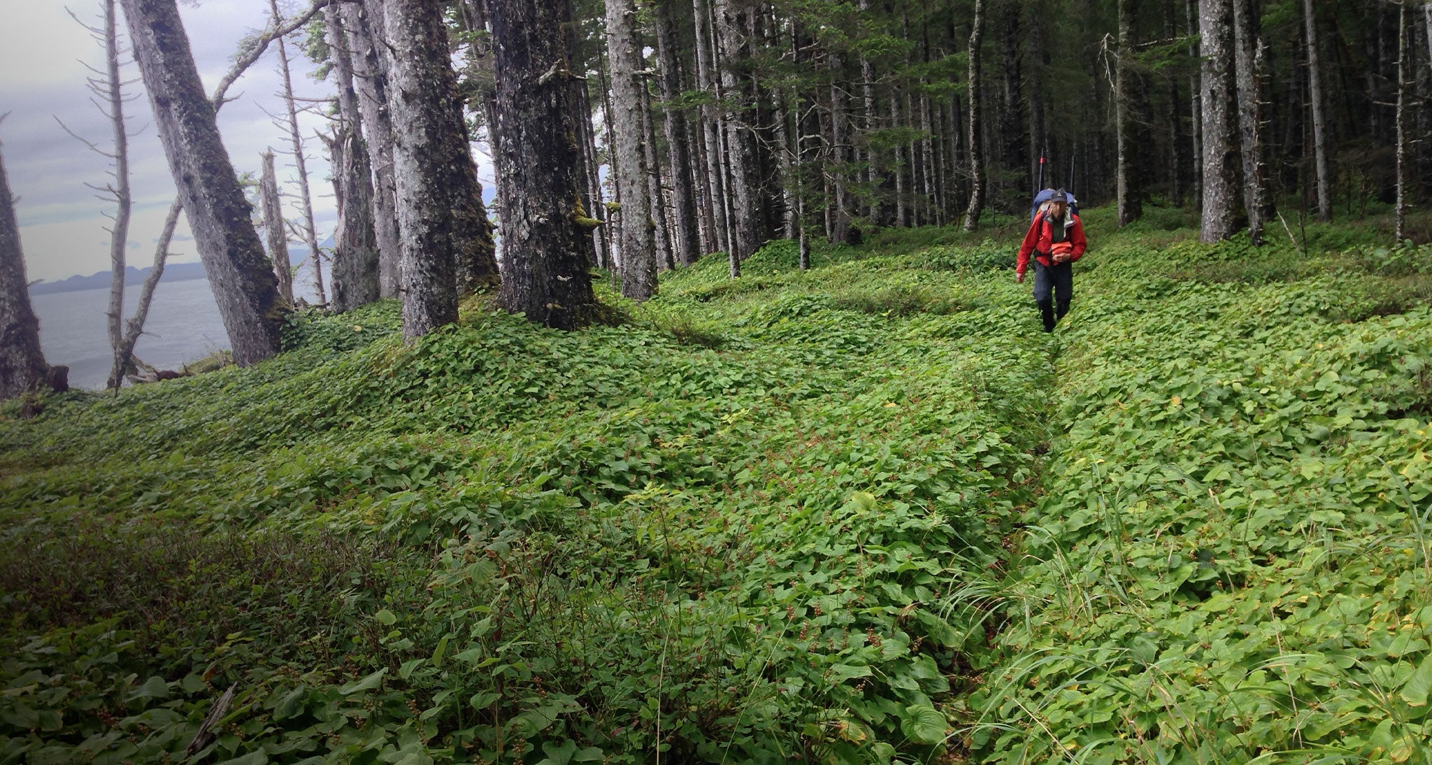 Hikers on a game trail