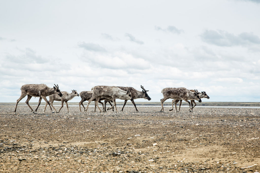 A small band of caribou march  to the ocean