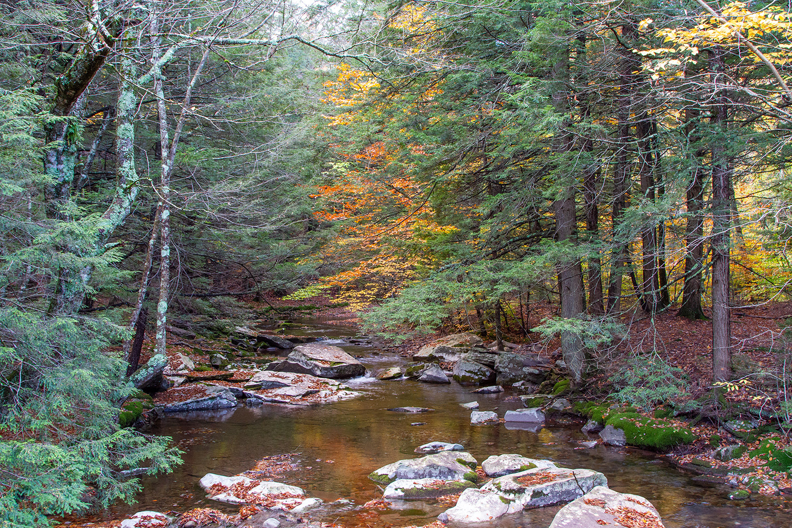 Fall foliage forest near a river