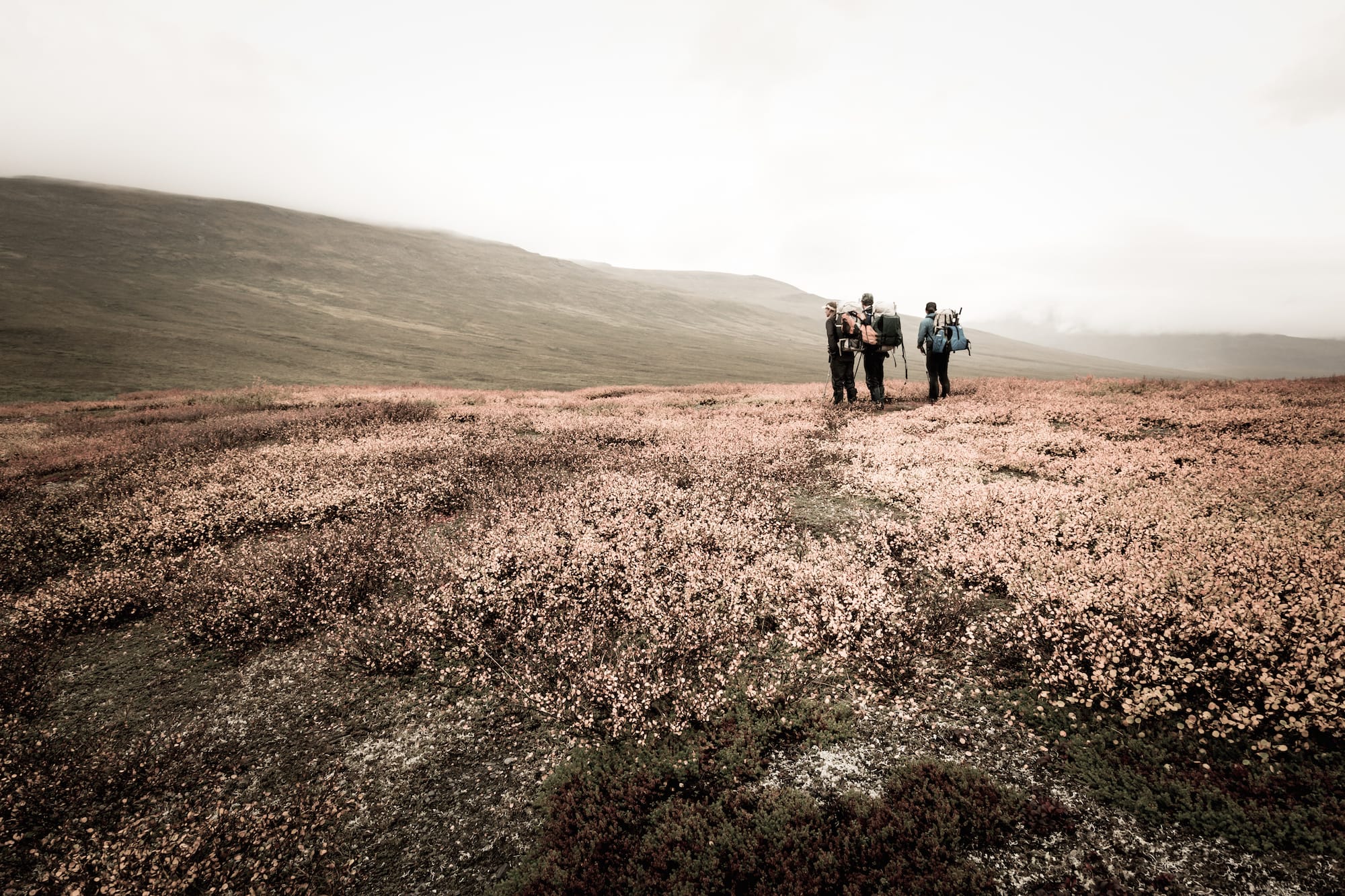 Three people ultralight backpacking through a field of flowers
