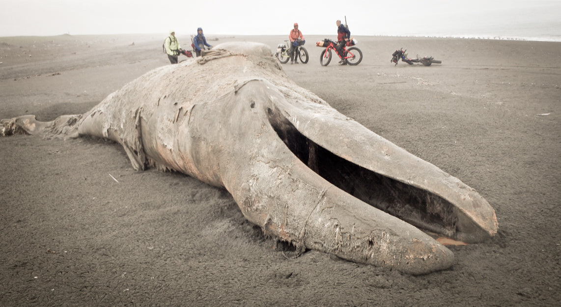 Whale carcass washed ashore