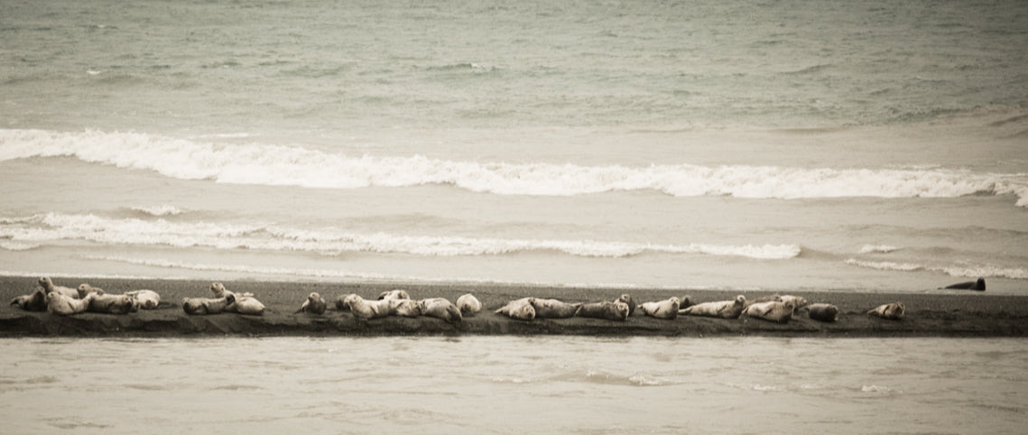 Seals on a beach