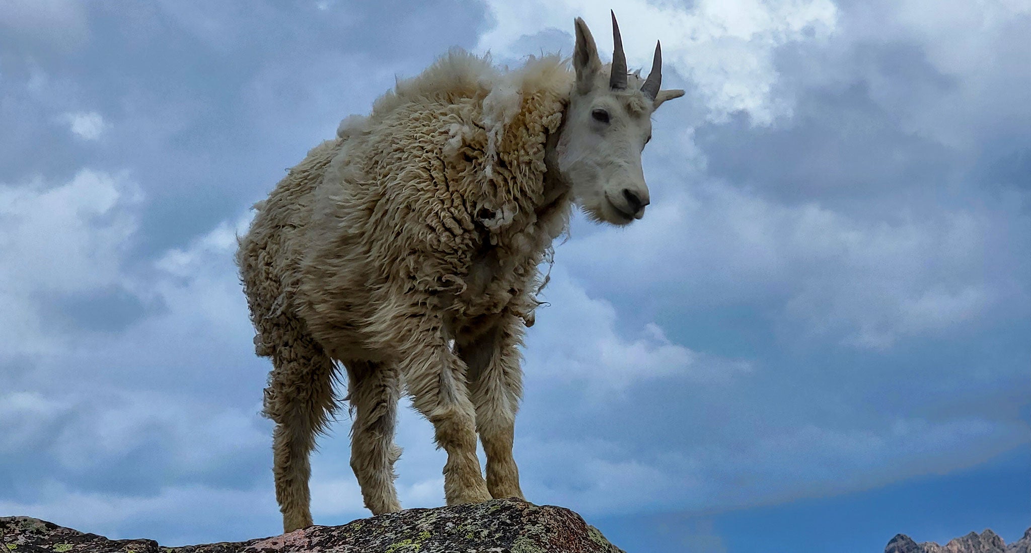 Mountain goat perched on a cliff