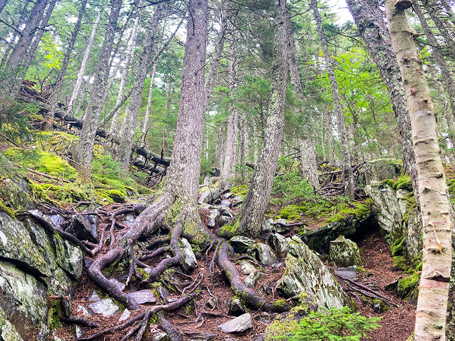 Very New England root covered forest floor