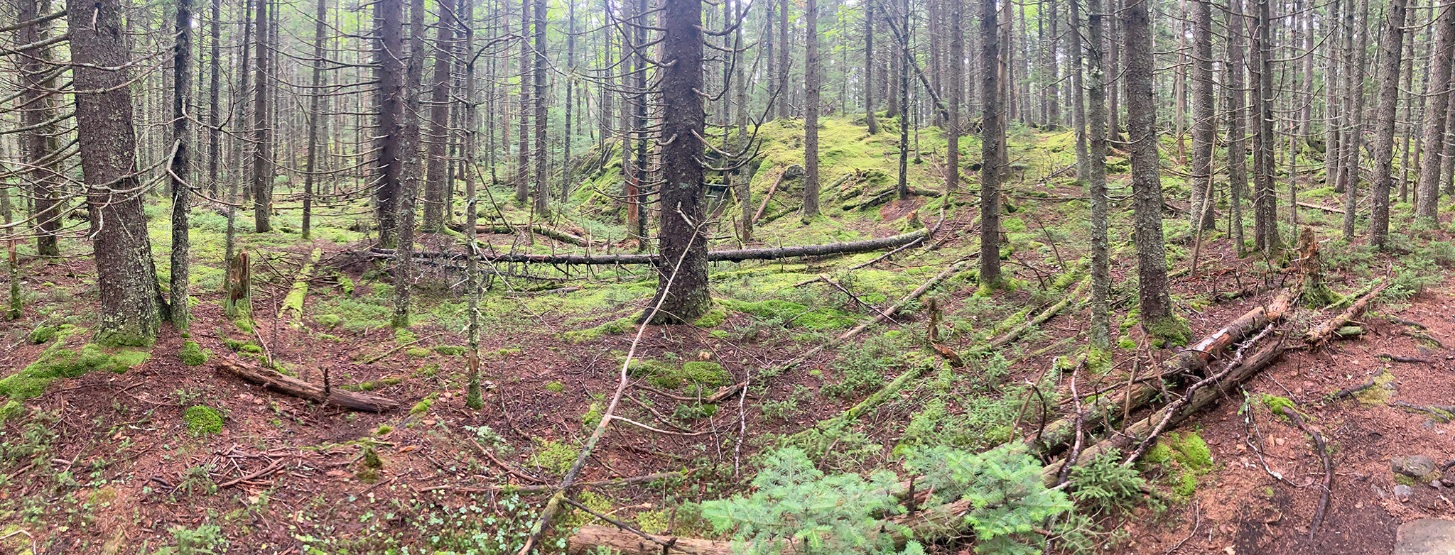 Moss covered forest floor and trees