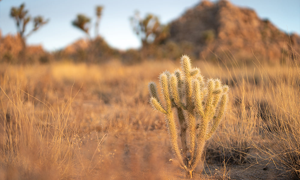 A shot on an 85mm prime lens in Joshua Tree National Park, near the Boy Scout Trail.