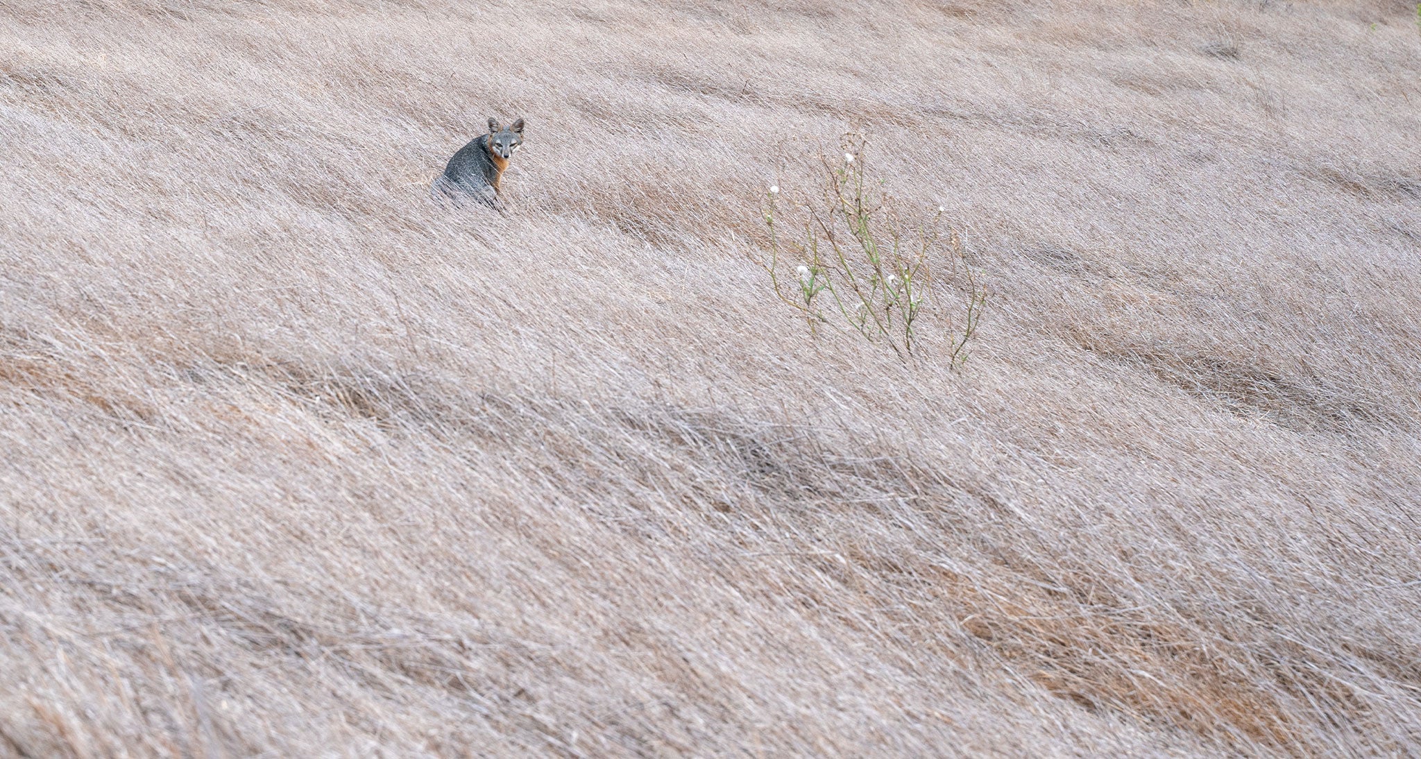 coyote in the wild