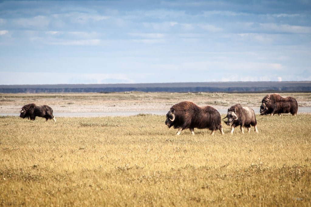 Musk oxen grazing in a field