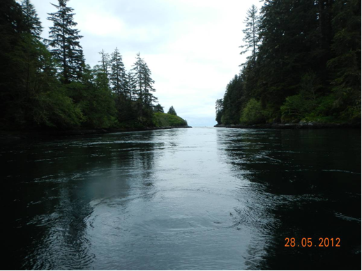 Backcountry River between trees