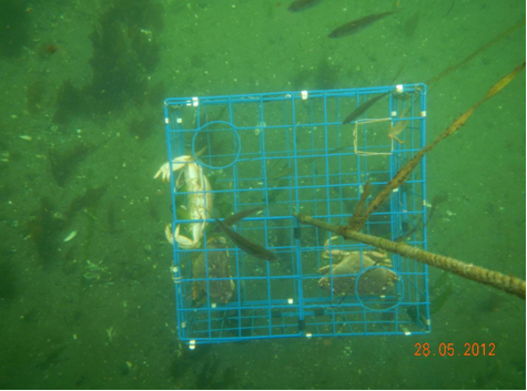 Underwater cage with crabs