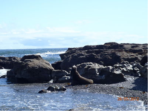 Seal on a rocky beach