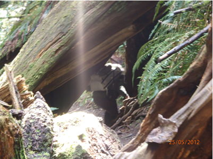 Backcountry hiking path through trees