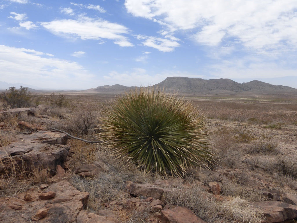 Desert plant