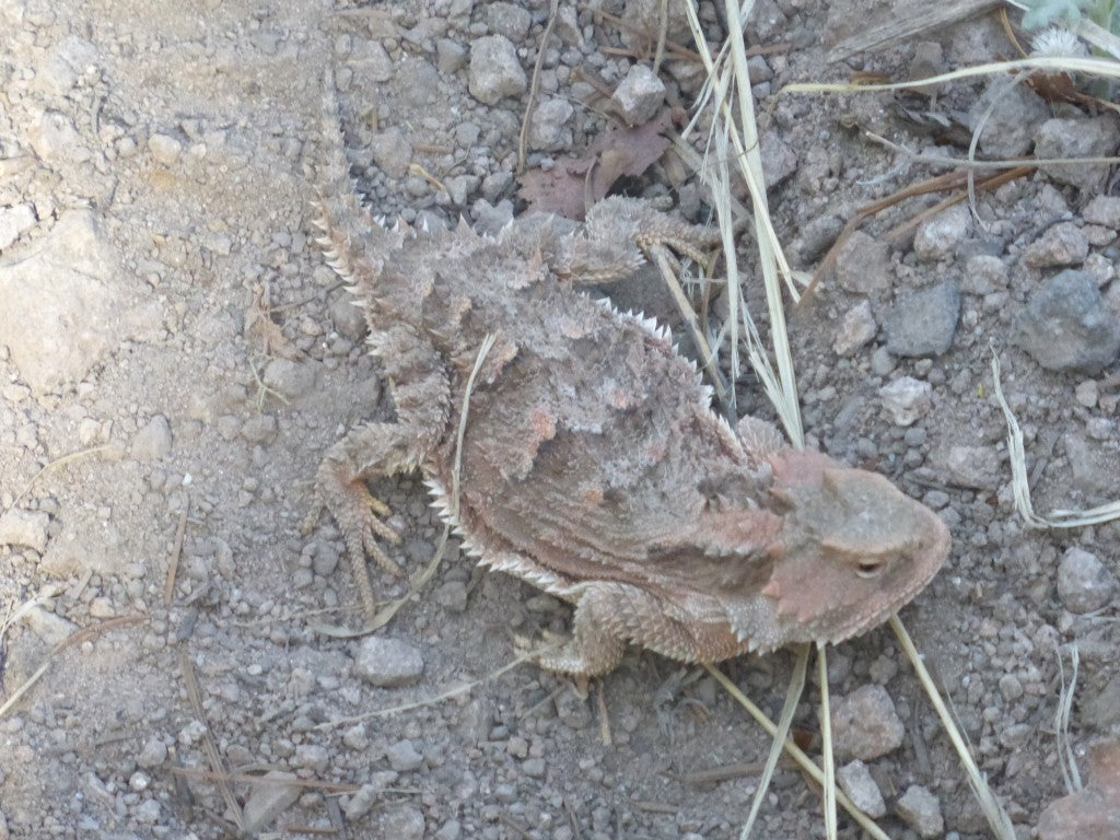 Lizard on dirt path