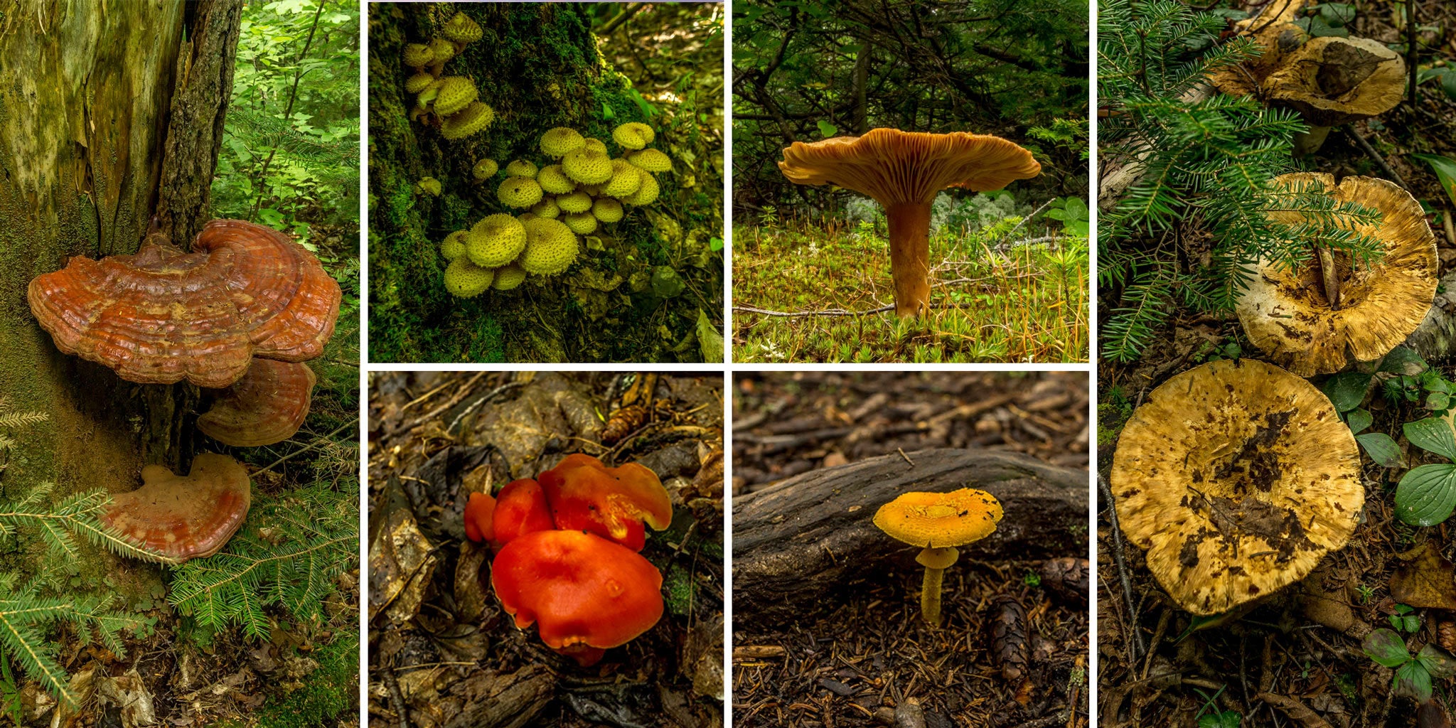 Mushrooms growing on the AT