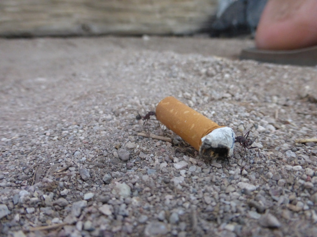 Ants carrying cigarette butt