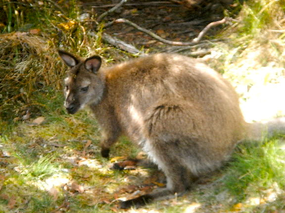 Tasmanian Track Wallaby