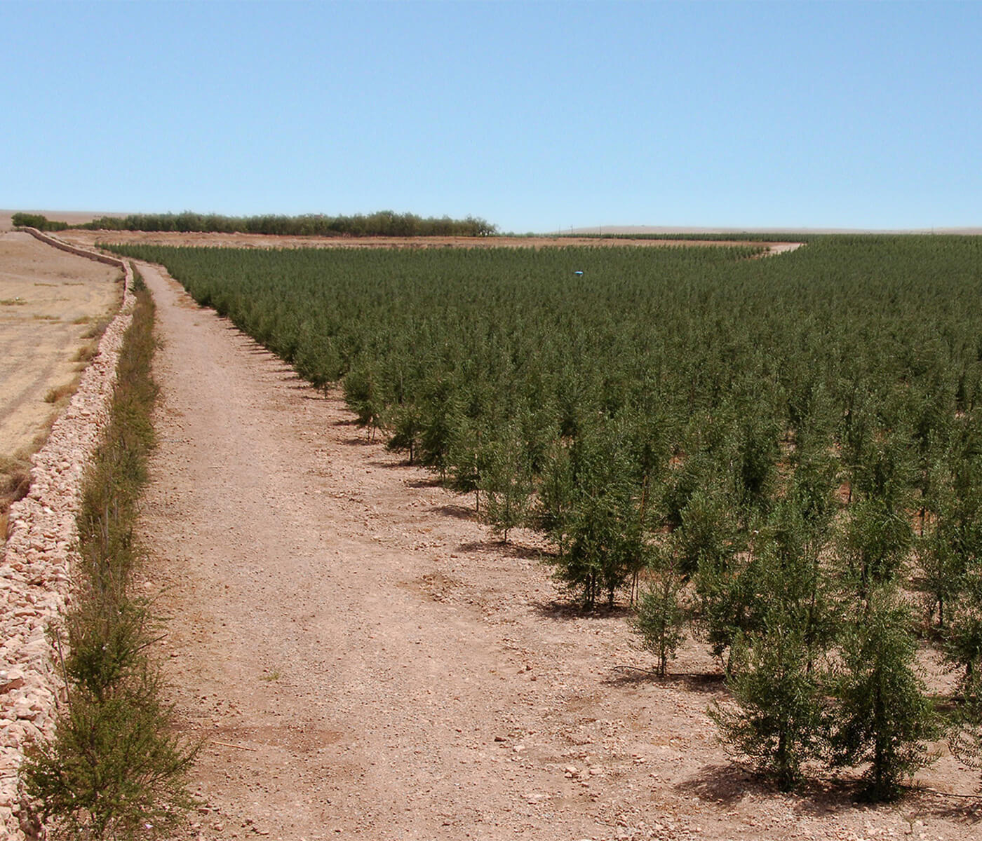 Atlas Olive Oils Estate El Borouj