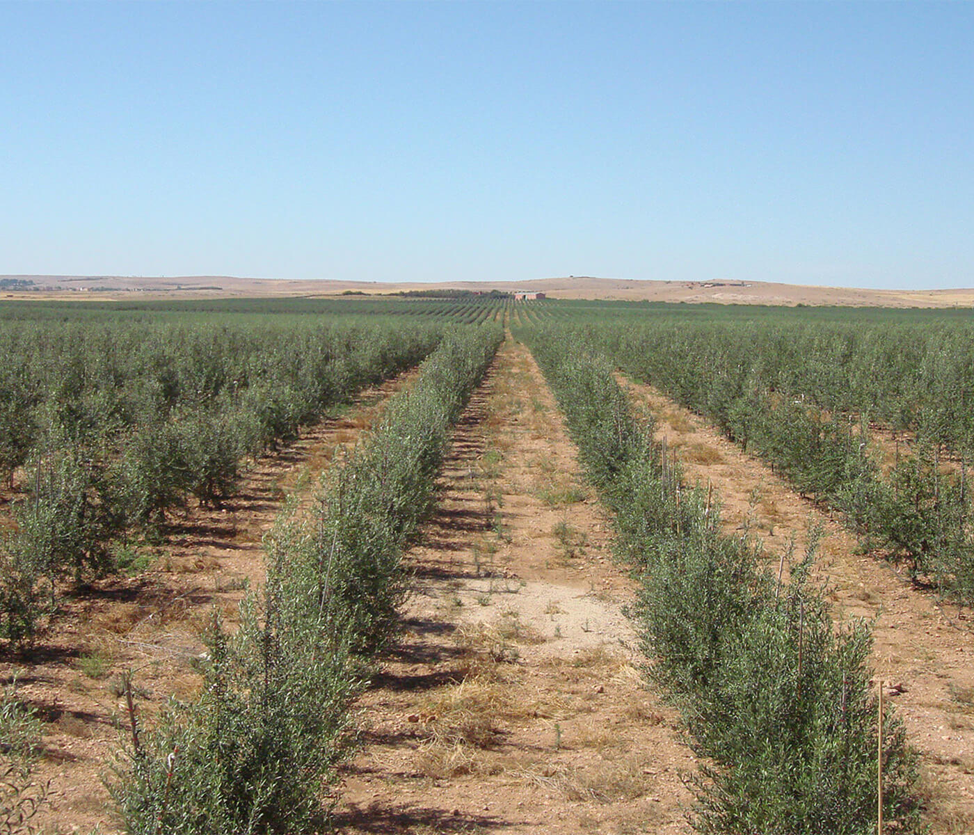 Atlas Olive Oils Estate El Borouj