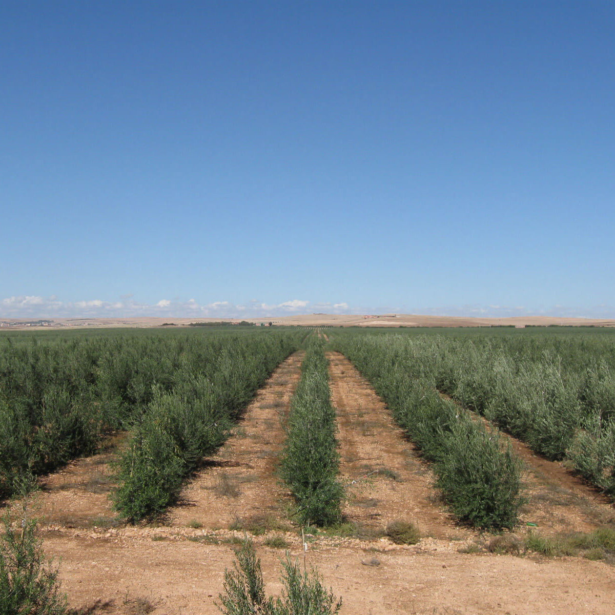 Moroccan desert olive oil